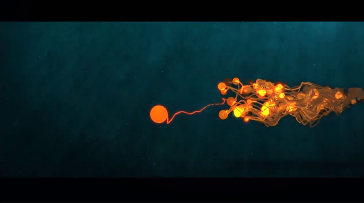 Subphylum